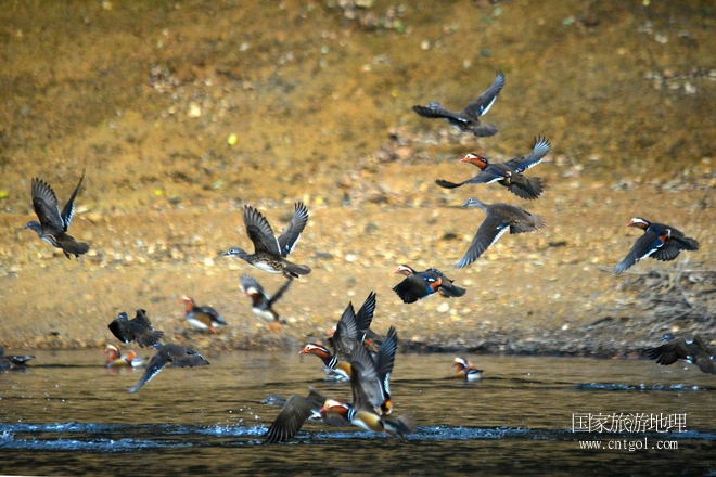 進入初冬，大批野生鴛鴦陸續(xù)飛抵江西婺源縣賦春鎮(zhèn)鴛鴦湖越冬，小精靈們在湖面上或相互依偎、卿卿我我；或隨波逐流、嬉戲打鬧，悠閑自在生活在青山綠水之間，優(yōu)良的水域和豐富的湖畔闊葉林，為鴛鴦過冬提供良好生存環(huán)境，婺源鴛鴦湖已成為亞洲最大的野生鴛鴦越冬棲息地。（攝于12月4日下午）