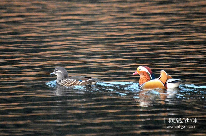 進入初冬，大批野生鴛鴦陸續(xù)飛抵江西婺源縣賦春鎮(zhèn)鴛鴦湖越冬，小精靈們在湖面上或相互依偎、卿卿我我；或隨波逐流、嬉戲打鬧，悠閑自在生活在青山綠水之間，優(yōu)良的水域和豐富的湖畔闊葉林，為鴛鴦過冬提供良好生存環(huán)境，婺源鴛鴦湖已成為亞洲最大的野生鴛鴦越冬棲息地。（攝于12月4日下午）